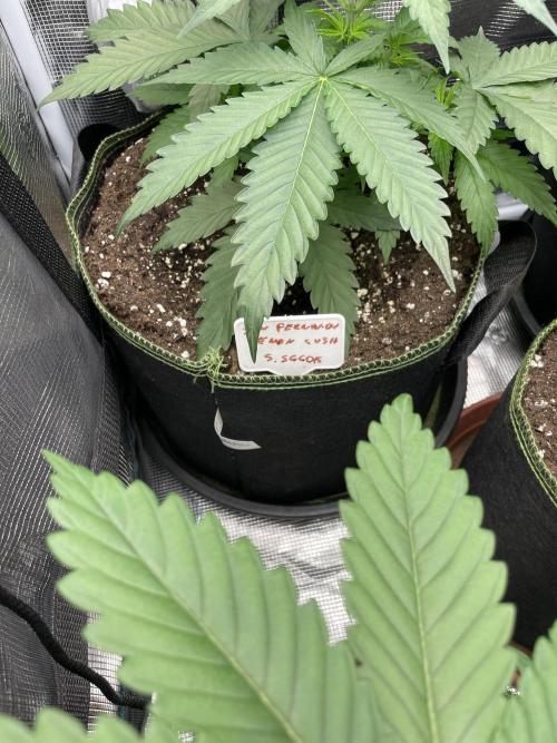 San Fernando lemon kush. Week 4