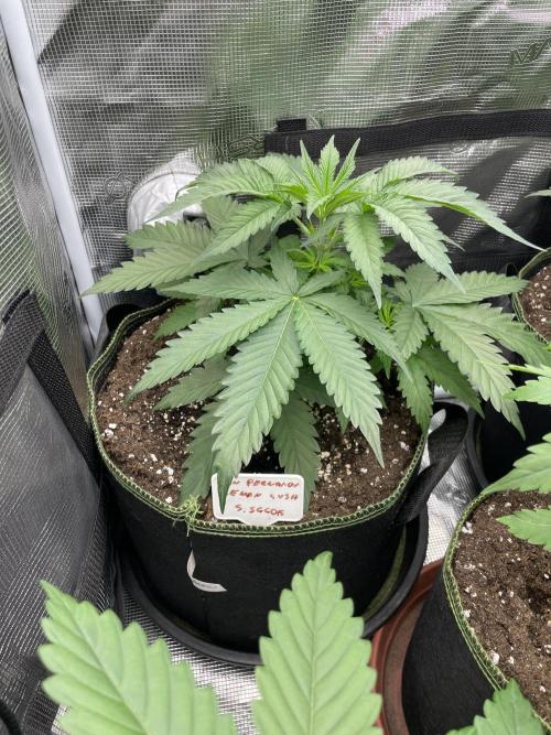 San Fernando lemon kush. Week 4