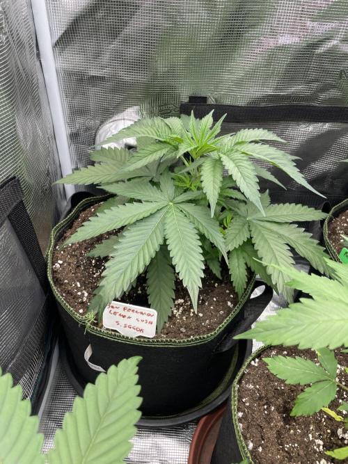 San Fernando lemon kush. Week 4
