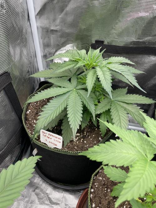 San Fernando lemon kush. Week 4
