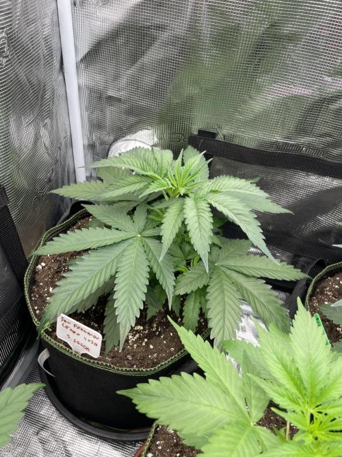 San Fernando lemon kush. Week 4