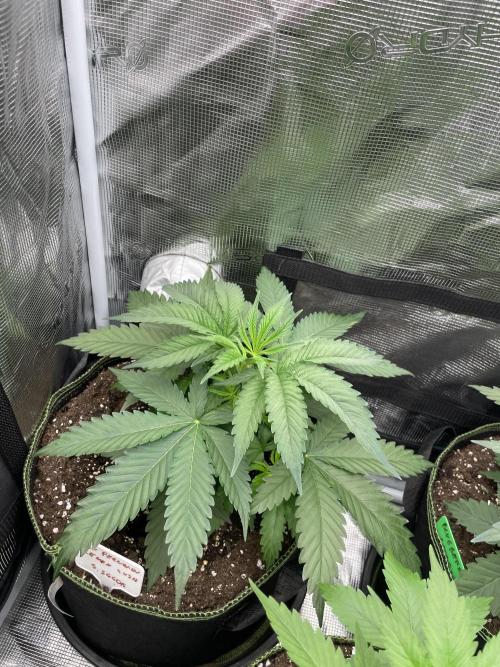 San Fernando lemon kush. Week 4