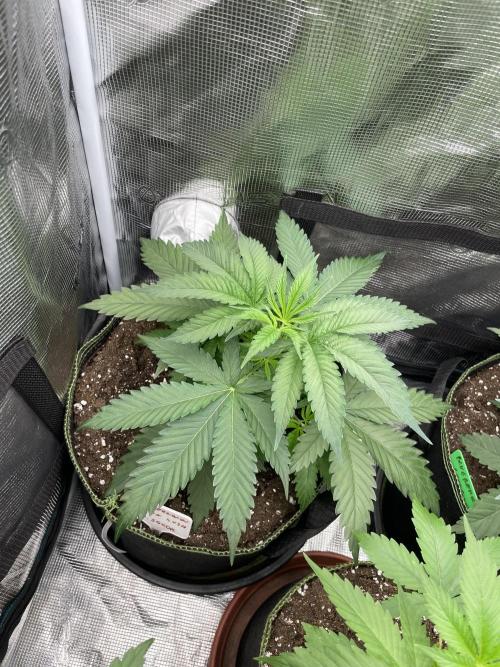 San Fernando lemon kush. Week 4