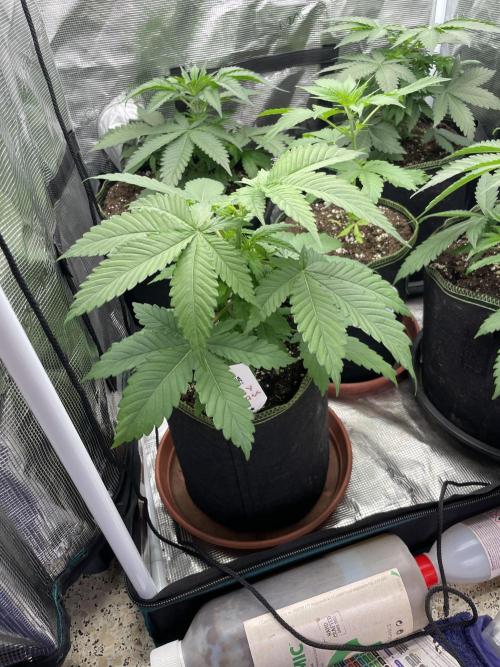 Cherry 🍒 Dream 💭. Week 4