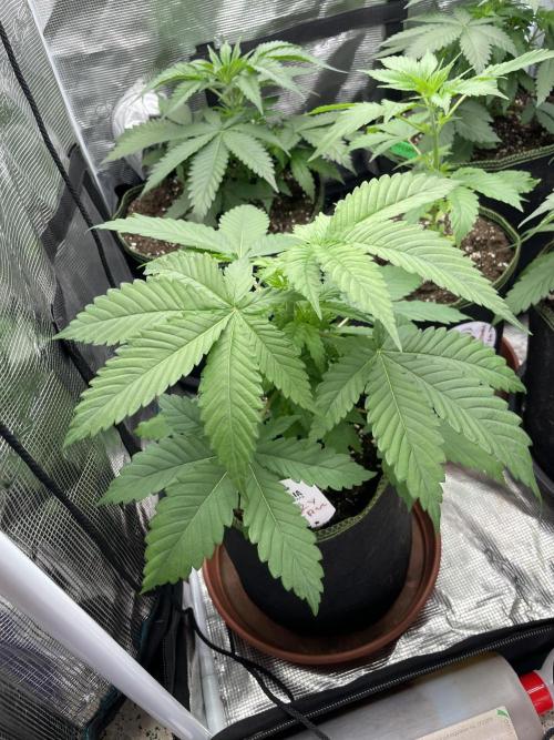 Cherry 🍒 Dream 💭. Week 4