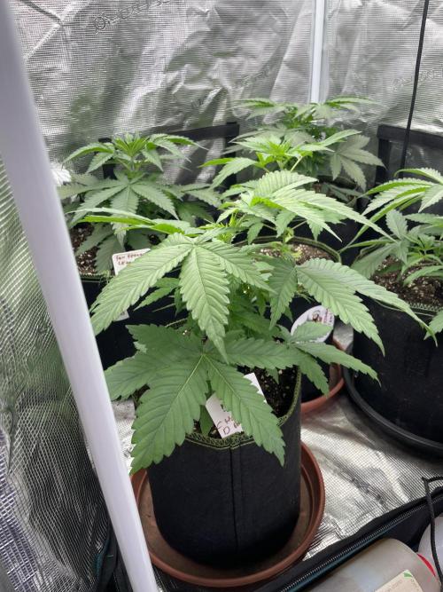 Cherry 🍒 Dream 💭. Week 4