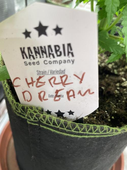 Cherry Dream. Week 4