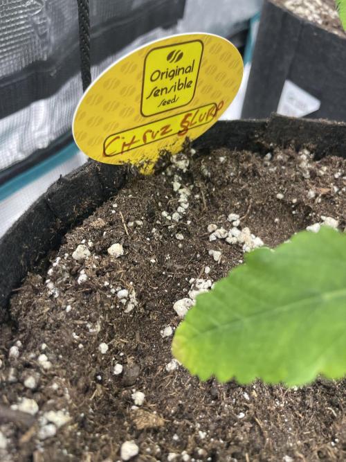 C.C.G / O.S.S Grow Event Citrus Slurp. Week 6