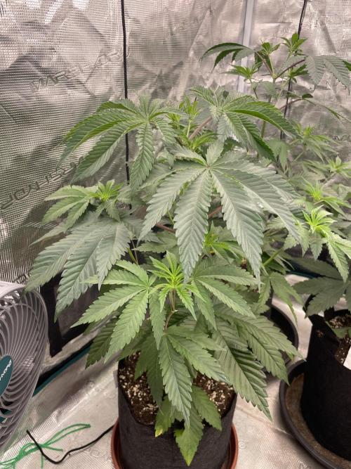 C.C.G / O.S.S Grow Event Citrus Slurp. Week 6