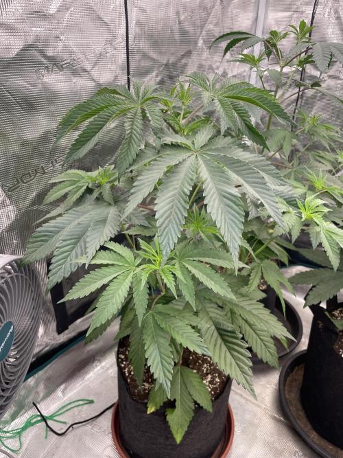 C.C.G / O.S.S Grow Event Citrus Slurp. Week 6