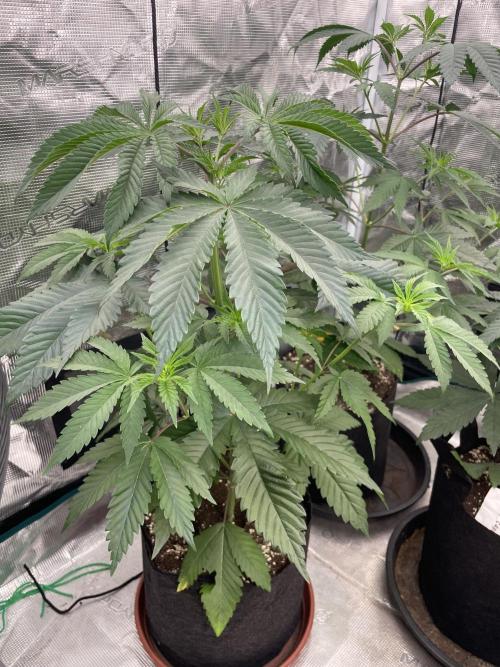 C.C.G / O.S.S Grow Event Citrus Slurp. Week 6