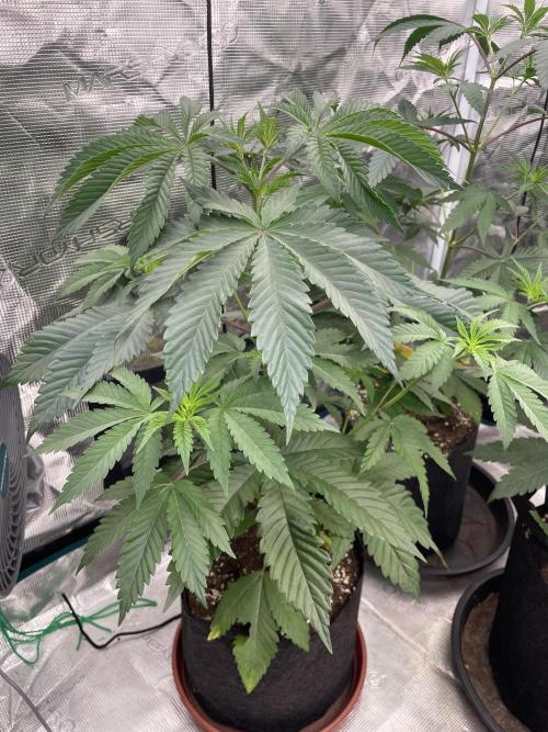 C.C.G / O.S.S Grow Event Citrus Slurp. Week 6