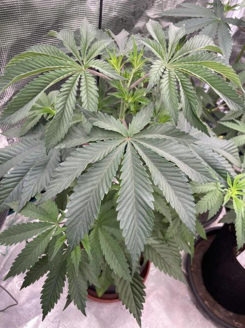 C.C.G / O.S.S Grow Event Citrus Slurp. Week 6