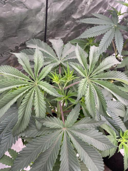C.C.G / O.S.S Grow Event Citrus Slurp. Week 6