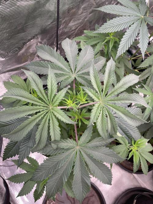 C.C.G / O.S.S Grow Event Citrus Slurp. Week 6