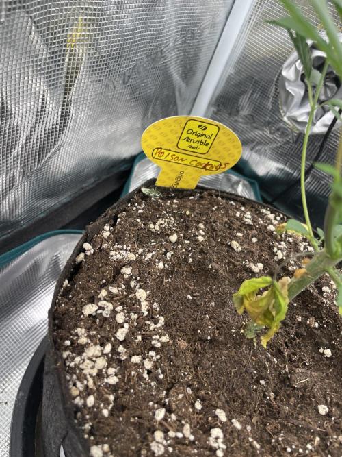 C.C.G / O.S.S Grow Event Poison cookies. Week 6
