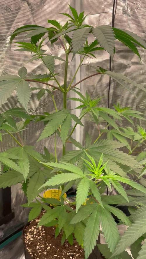 C.C.G / O.S.S Grow Event Poison cookies