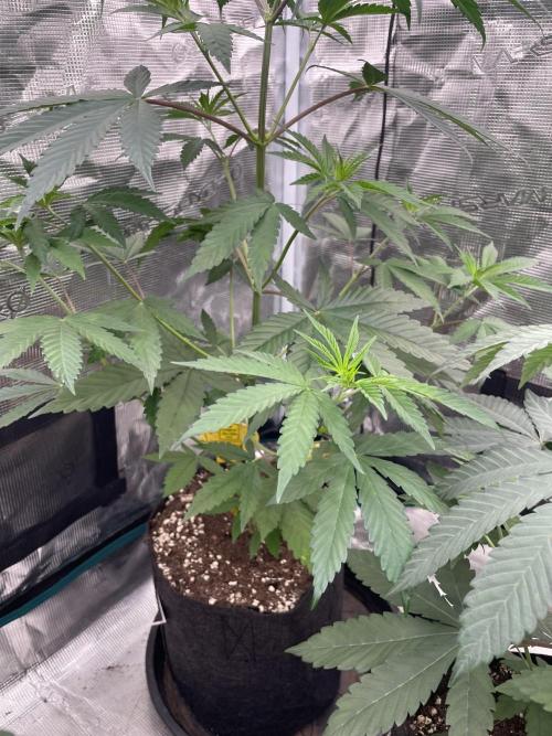 C.C.G / O.S.S Grow Event Poison cookies. Week 6