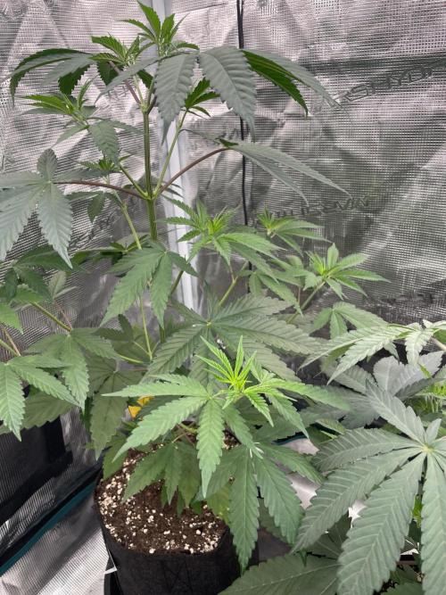 C.C.G / O.S.S Grow Event Poison cookies. Week 6