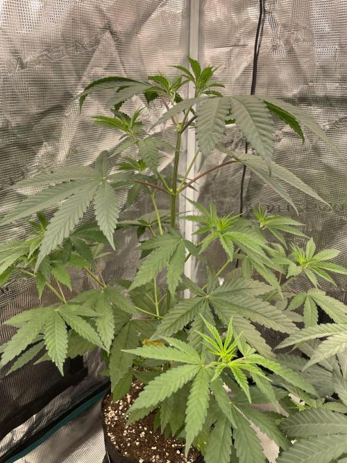 C.C.G / O.S.S Grow Event Poison cookies. Week 6