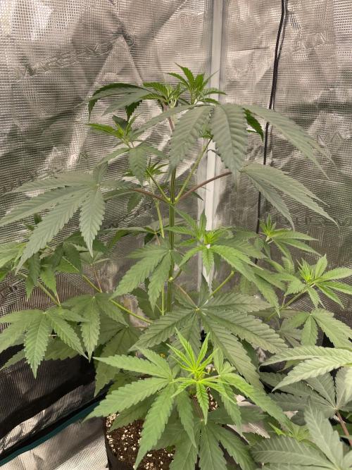 C.C.G / O.S.S Grow Event Poison cookies. Week 6
