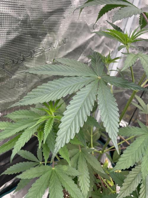 C.C.G / O.S.S Grow Event Poison cookies. Week 6