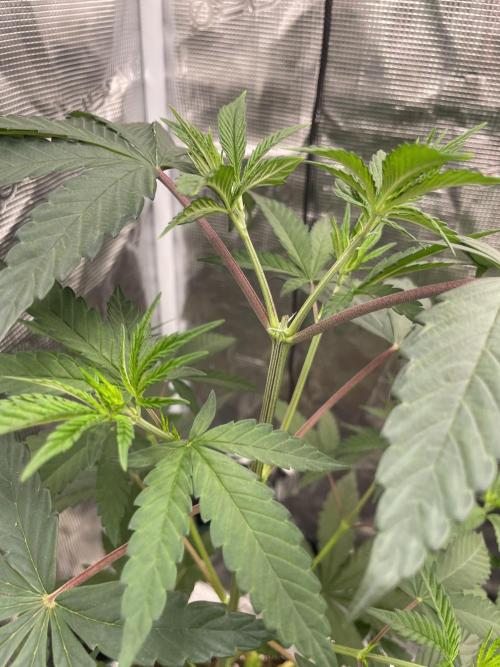 C.C.G / O.S.S Grow Event Poison cookies. Week 6