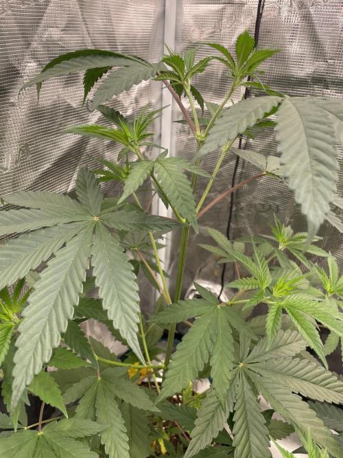 C.C.G / O.S.S Grow Event Poison cookies. Week 6