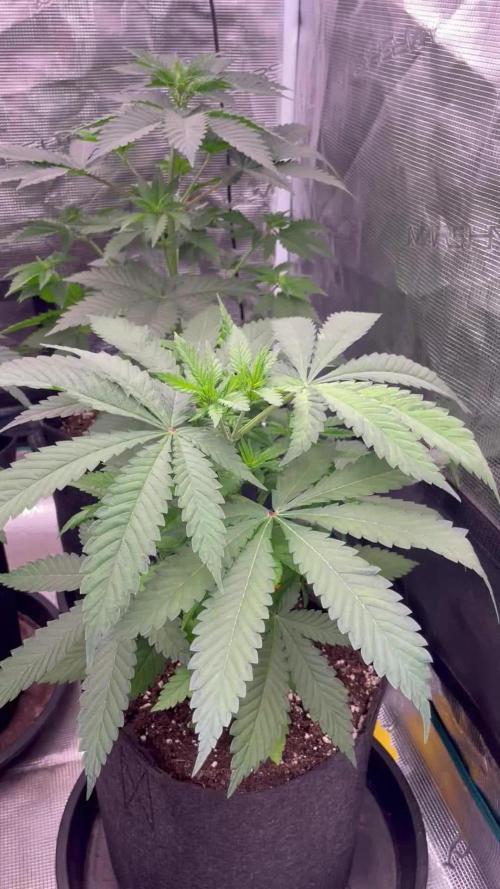C.C.G / O.S.S Grow Event Banana Fumes