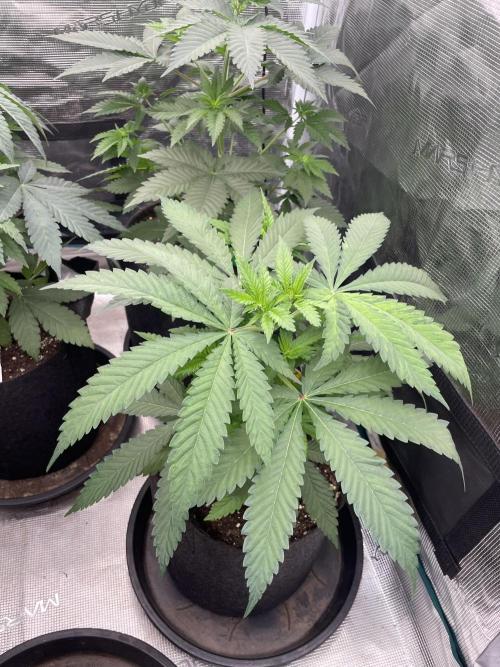 C.C.G / O.S.S Grow Event Banana Fumes. Week 6