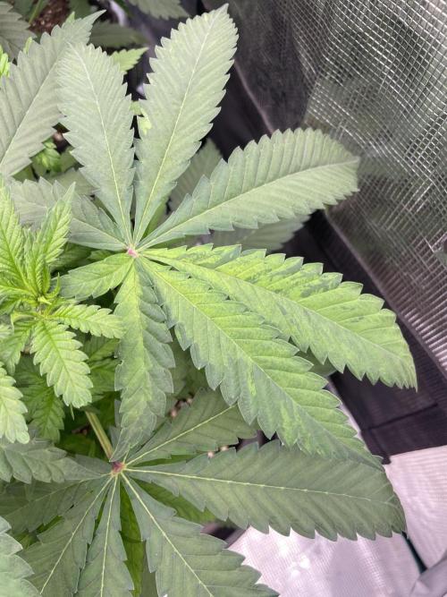 C.C.G / O.S.S Grow Event Banana Fumes. Week 6