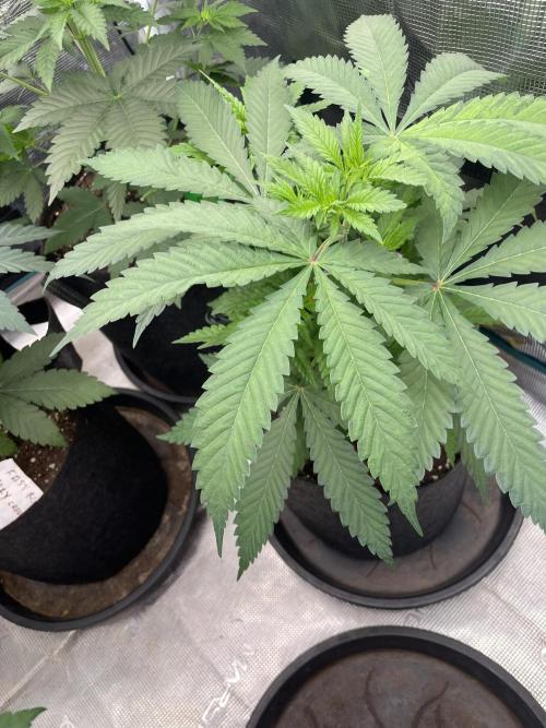 C.C.G / O.S.S Grow Event Banana Fumes. Week 6