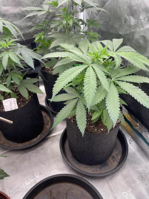 C.C.G / O.S.S Grow Event Banana Fumes. Week 6