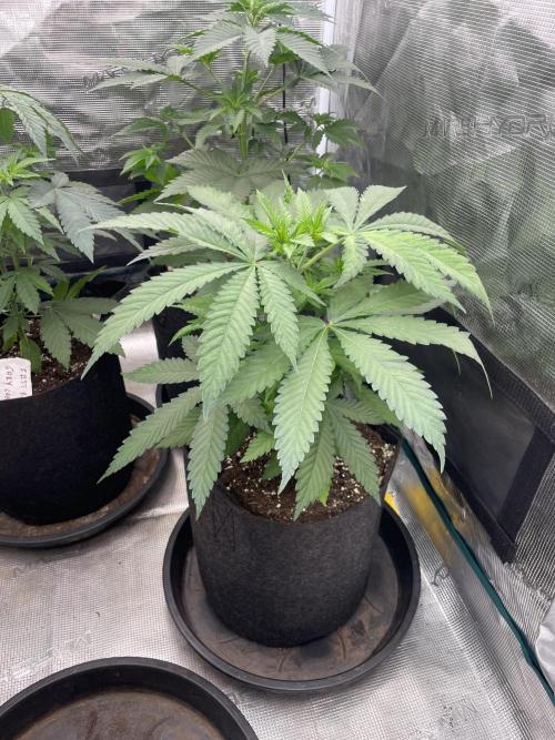 C.C.G / O.S.S Grow Event Banana Fumes. Week 6