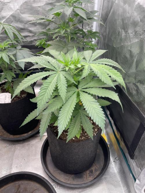C.C.G / O.S.S Grow Event Banana Fumes. Week 6