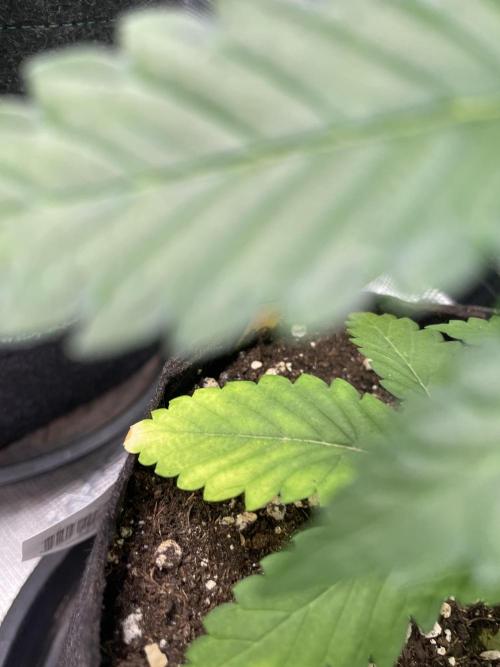 C.C.G / O.S.S Grow Event Banana Fumes. Week 6