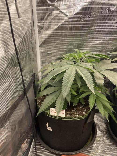 San Fernando lemon kush. Week 5