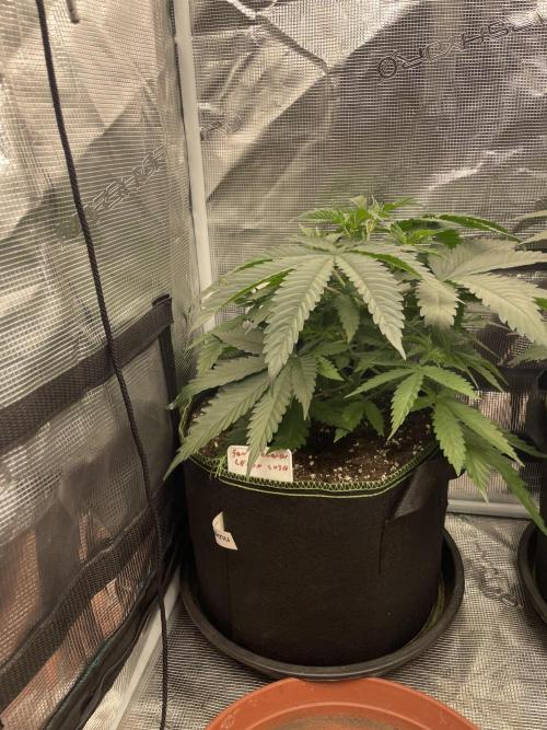 San Fernando lemon kush. Week 5