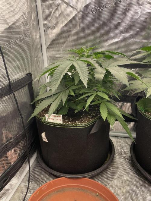 San Fernando lemon kush. Week 5