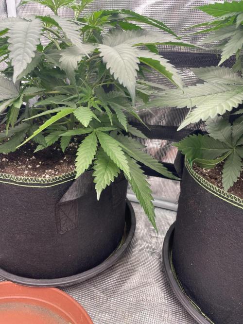 San Fernando lemon kush. Week 5