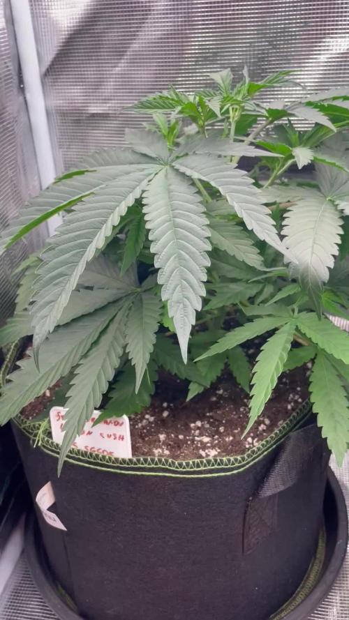 San Fernando lemon kush