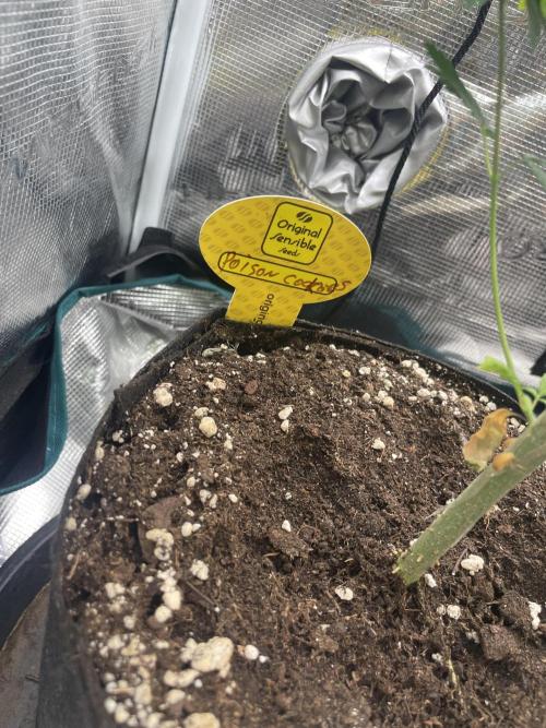 C.C.G / O.S.S Grow Event Poison cookies. Week 7