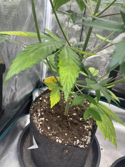 C.C.G / O.S.S Grow Event Poison cookies. Week 7