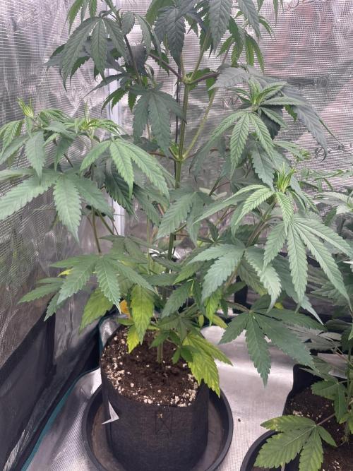 C.C.G / O.S.S Grow Event Poison cookies. Week 7
