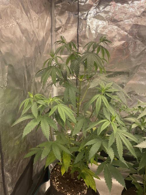 C.C.G / O.S.S Grow Event Poison cookies. Week 7