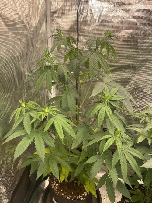 C.C.G / O.S.S Grow Event Poison cookies. Week 7