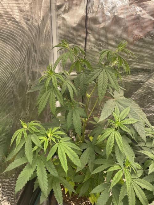 C.C.G / O.S.S Grow Event Poison cookies. Week 7