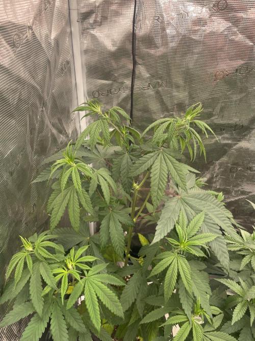 C.C.G / O.S.S Grow Event Poison cookies. Week 7