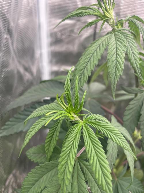 C.C.G / O.S.S Grow Event Poison cookies. Week 7