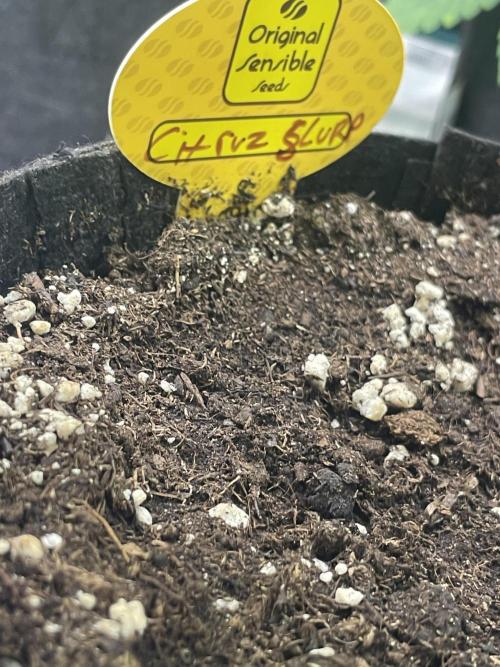 C.C.G / O.S.S Grow Event Citrus Slurp. Week 7
